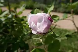 'Madeleine de Vauzelle' (Vigneron, 1882)