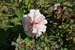 'Mademoiselle Marcelle Gauguin' (Corboeuf, 1910)