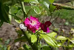 'Magenta' (Barbier, 1916)