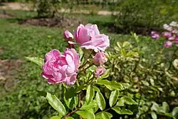 'Maman Turbat' (Turbat, 1911)