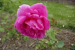 'Manuel P. Azevedo' (1910)