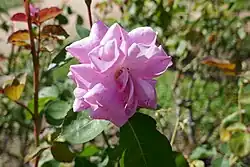 'Marguerite Rose' (Robichon, 1904)