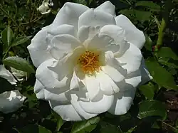 'Maria Mathilda', 1980