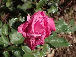 'Marie d'Orléans' (1884)