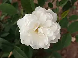 'Marthe Cahuzac' (1902)