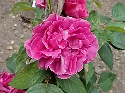 'Meteor' (Geschwind, 1887)