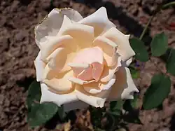 'Mevrouw C. van Marwijk Kooy', 1921