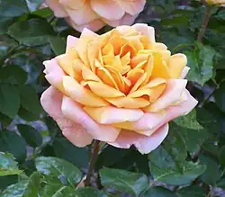 'Mevrouw G.A. van Rossem' (Van Rossem, voor 1926)