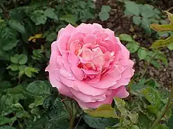 'Mies Bouwman' (1973)