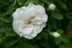 'Mme Legras de St-Germain' (onbekend, 1846)