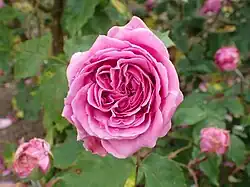 'Monsieur Cordeau' (Moreau-Robert, 1892)