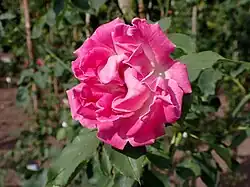 'Monsieur Rosier' (Nabonnand, 1887)