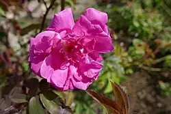 'Morlettii' (Morlet, 1883)