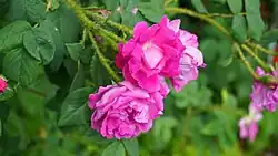 'Mousseux du Japon' (onbekend, voor 1899)