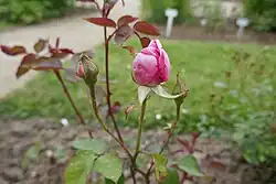 'Mrs. E. G. Hill' (1905)