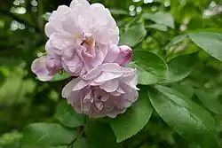 'Multiflore de Vaumarcus' (Menet, 1875)