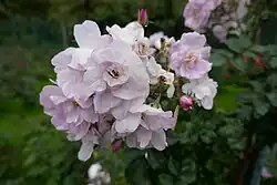 'Narrow Water' (Daisy Hill Nurseries, 1883)