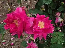 'Noella Nabonnand' (1901)