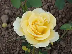 'Norris Pratt' (1964)