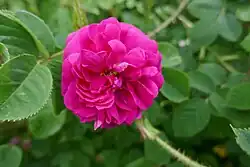 'Nuits de Young' (Laffay, 1845)