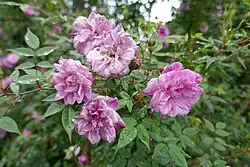 'Old Blush' (China, voor 1793)