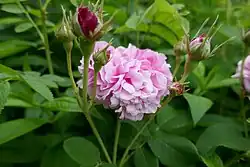 'Omar Khayyám' (Kew Garden, 1893)