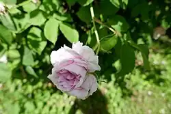 'Omer-Pacha' (Pradel, 1853)