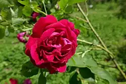 'Parkzierde' (Geschwind, 1909)