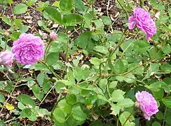 'Petite Leonie' (Soupert & Notting, 1892)