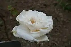 'Pierre Wattinne' (1901)