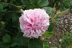 'Pink Léda' (onbekend, voor 1827)