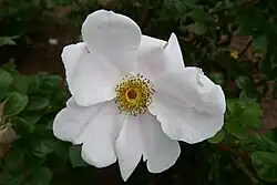 'Pink Surprise', 1987