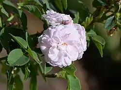 'Pompon Blanc Parfait' (Eugène Verdier, 1876)