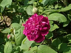 'Pompon Perpétuel' (Vibert, 1849)