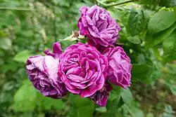 'Prince Charles' (Hardy, voor 1837)