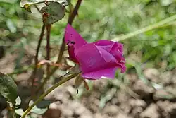 'Prince Engelbert Charles d'Arenberg' (1909)