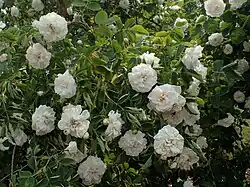 'Princesse de Lamballe' (Miellez, voor 1829)