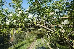 Terras met klimrozen