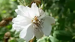 'Quatre Saisons Blanc Mousseux' (Laffay, voor 1830))