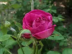 'Rembrandt' (Moreau & Robert, 1883)