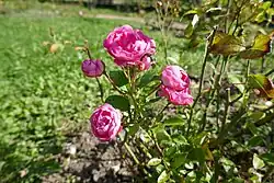 'Renoncule' (Barbier, 1913)