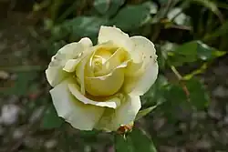 'Rivedoux-plage' (Massad, 2013)