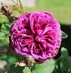 'Robert le Diable' (onbekend, voor 1849)