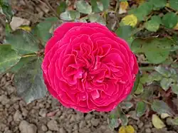 'Rosemary Rose', 1954
