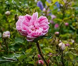 Rosa 'Salet'