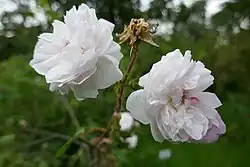 'Shailer's White Moss' (Henry Shailer, 1788)