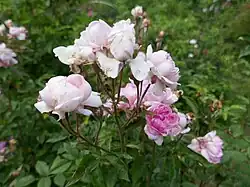 'Sisi Ketten' (1900)