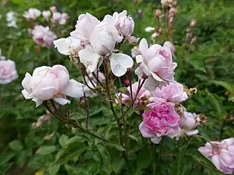 'Sisi Ketten' (Ketten, 1900)