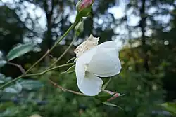 'Snow Princess' (Laver, 1991)