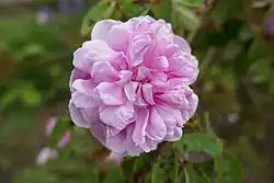 'Soupert et Notting' (Pernet, 1874)